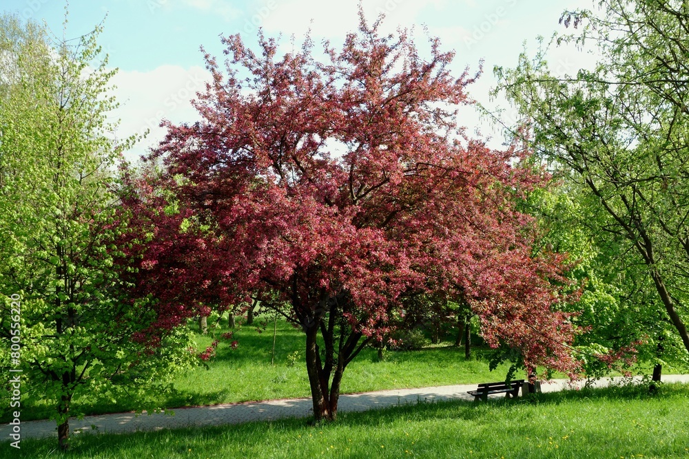 Fototapeta premium At the beginning of spring, the big paradise apple tree blooms and decorates the green areas.