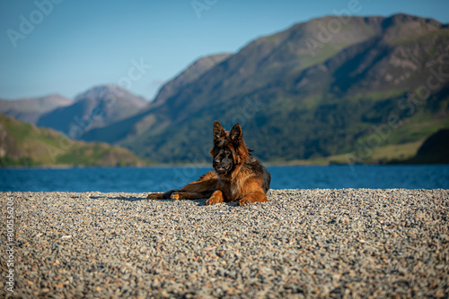 Dog German Shepherd 
