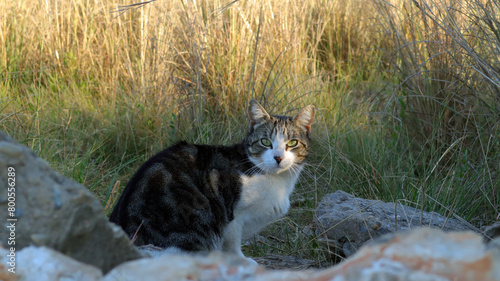 A feral cat hides in dry grass behind a stone and looks around warily