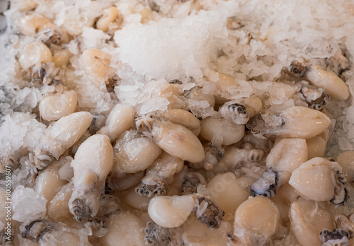 Close up of fresh sepia cuttlefish. 