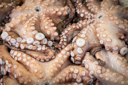 Close up of fresh octopus.