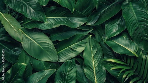 Lush green foliage and dense ,tropical leaves on a dark background