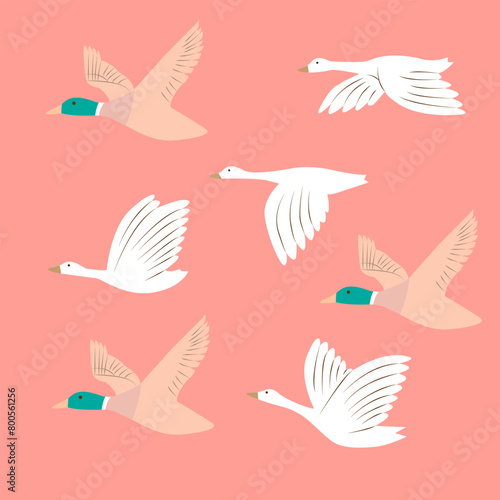 Migratory swans and ducks in peach colors. Isolated birds.