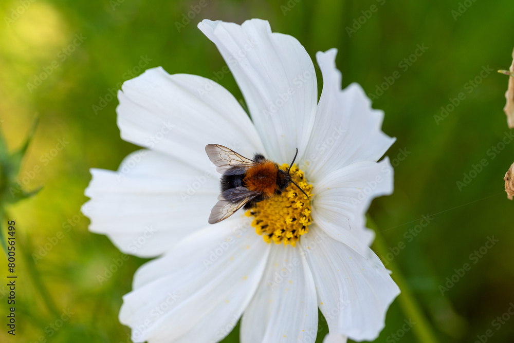 Photographed close-up of bee on white flower. Photographed close-up of bee on white flower.