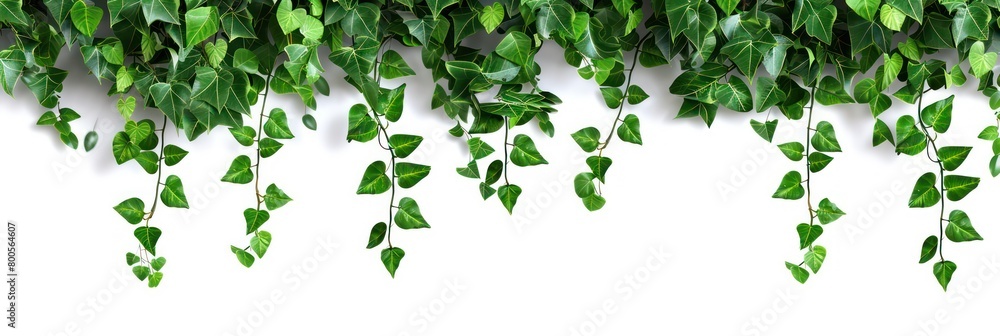 Illustration of a banner with green leaves hanging at the top of the image with a empty white background Illustration of a banner with green leaves hanging at the top of the image with a empty white background