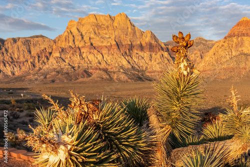 Joshua tree with scenic sunrise view of limestone peaks Mount Wilson, Bridge and Rainbow Mountain of Red Rock Canyon National Conservation Area in Mojave Desert near Las Vegas, Nevada, United States photo