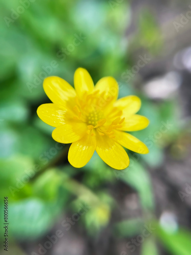yellow flower herbaceous plant Spring Chistyak or Spring Buttercup close up © Iryna_B