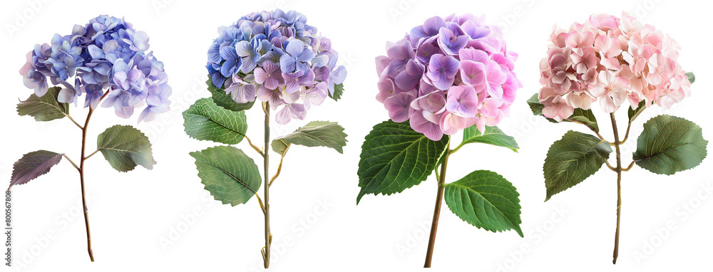 Real Hydrangea Blooms in Blue and Pink, Transparent Background Real Hydrangea Blooms in Blue and Pink, Transparent Background