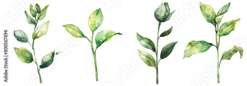 Young Plant Sprout with Fresh Leaves, Transparent Background #800567894