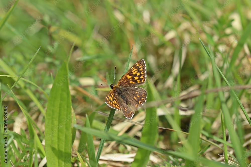 Schlüsselblumen-Würfelfalter (Hamearis lucina) Schlüsselblumen-Würfelfalter (Hamearis lucina)