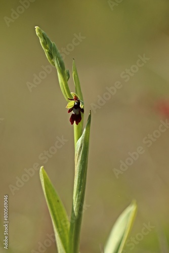 Fliegen-Ragwurz (Ophrys insectifera) photo