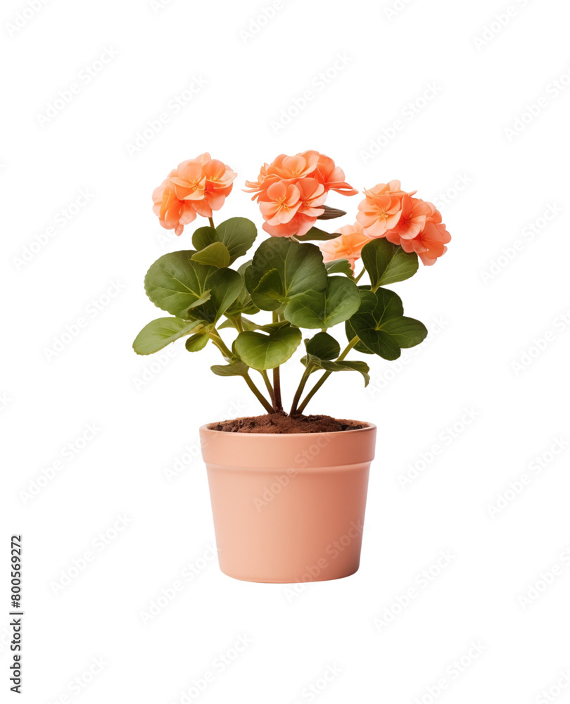 Fototapeta premium Beautiful flower blooming in a pot, symbol of fresh home gardening and spring. Generative AI