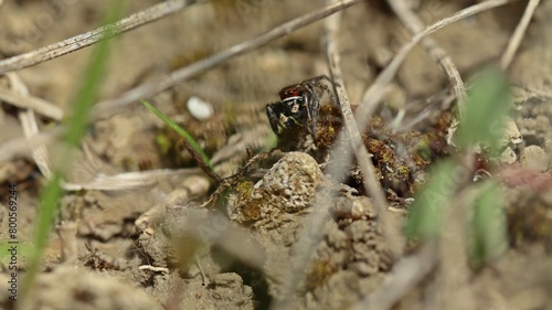 Männliche Kreuzspringspinne (Pellenes tripunctatus) © Schmutzler-Schaub