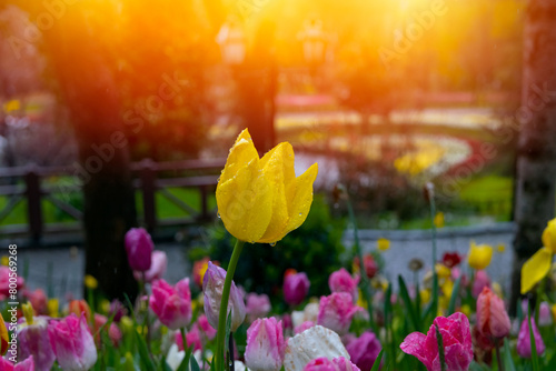 Yellow tulips with water droplets in Sunset. Close up shot of yellow tulip in Emirgan Park. Yellow tulips lit by sunlight. photo