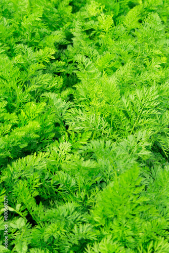view of green leaves of carrots