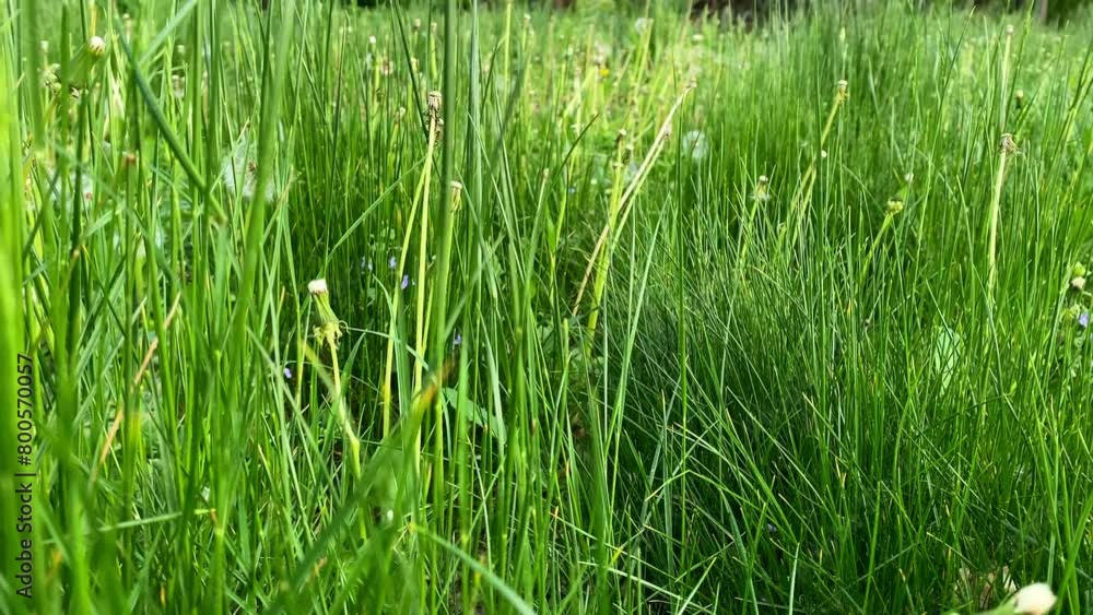 Green grass close-up. Grass swaying in the wind in slow motion. Green juicy lawn, it's time to cut. Green grass close-up. Grass swaying in the wind in slow motion. Green juicy lawn, it's time to cut.