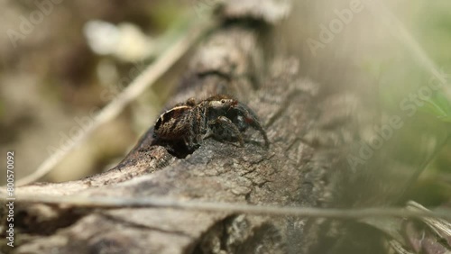  Männliche Kreuzspringspinne (Pellenes tripunctatus) photo