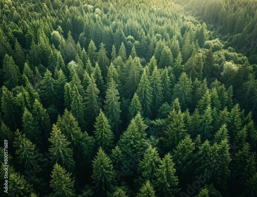 Aerial view of a dense forest with green trees. A top down  high angle photo. A professional photograph captured