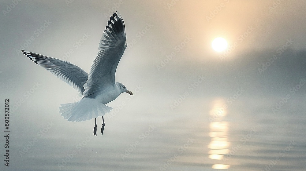   Seagull soaring above water, sun illuminating misty sky