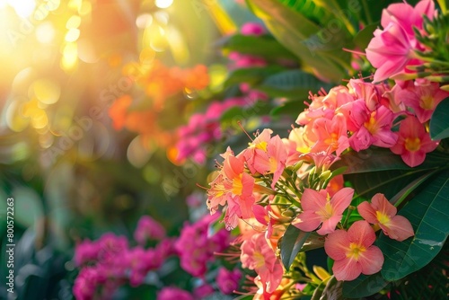 Isolated flower bush on transparent background in nature