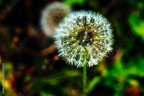 Common dandelion Taraxacum officinale in a meadow against a dark background