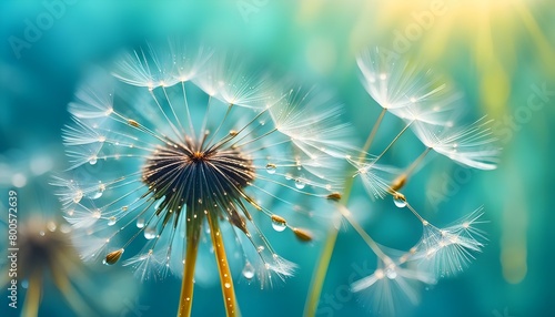 abstract Seeds in droplets of water on blue and turquoise beautiful background with soft focus in nature macro. Drops of dew sparkle on dandelion in rays of light  stock photos