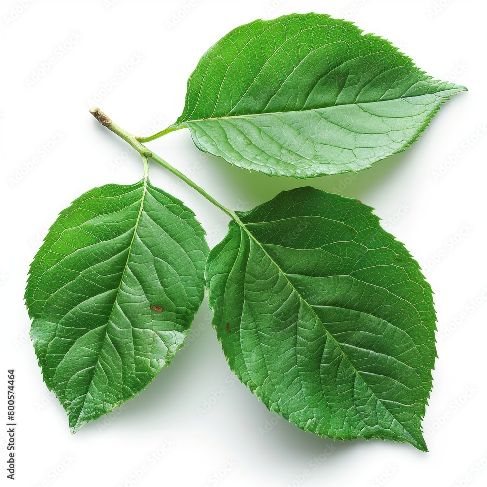 Fototapeta premium two green leaves on a white background