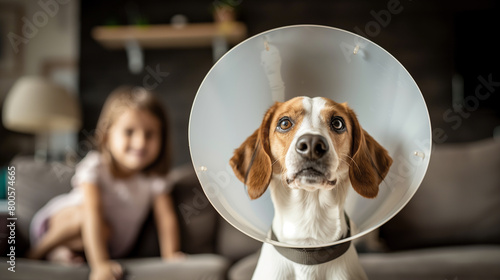 cute dog wearing a elizabethan collar, protective plastic cone standing by a little girl at home photo
