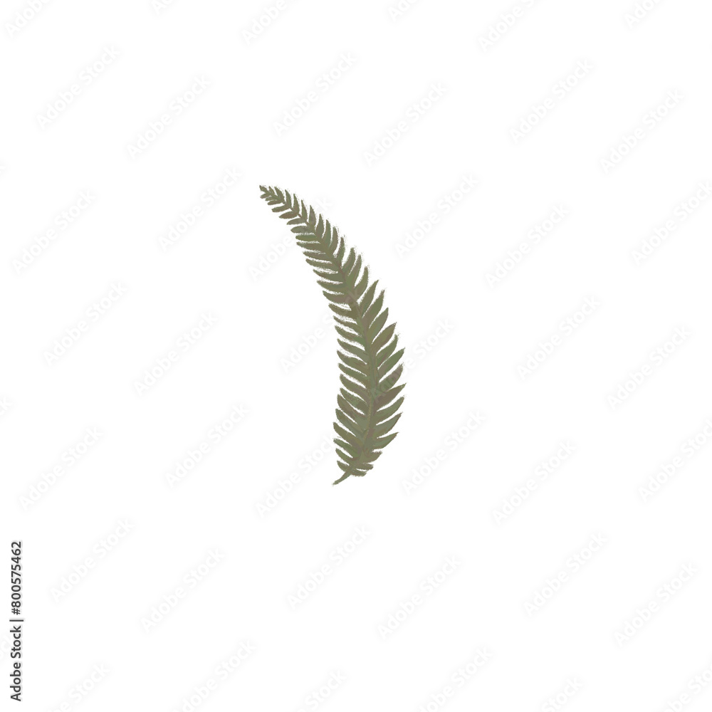 Transparent fern branch element for design and decoration without background png Transparent fern branch element for design and decoration without background png