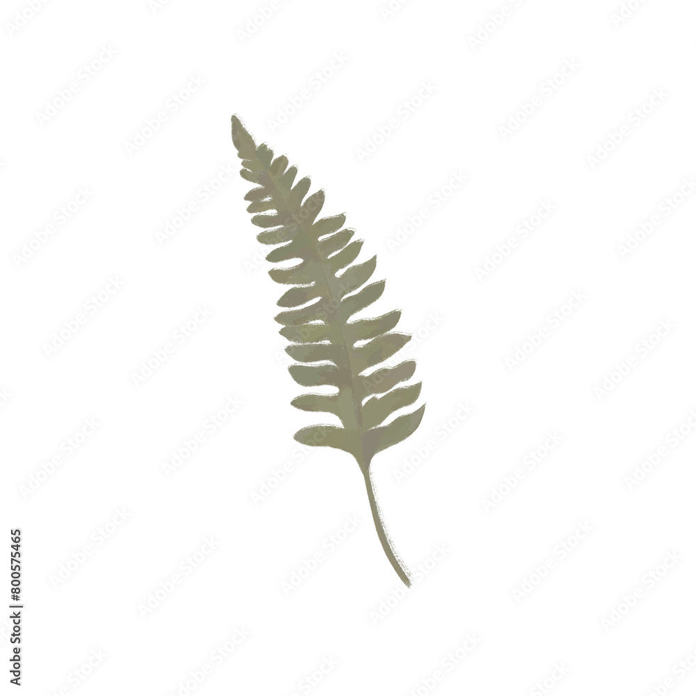 Transparent fern branch element for design and decoration without background png Transparent fern branch element for design and decoration without background png