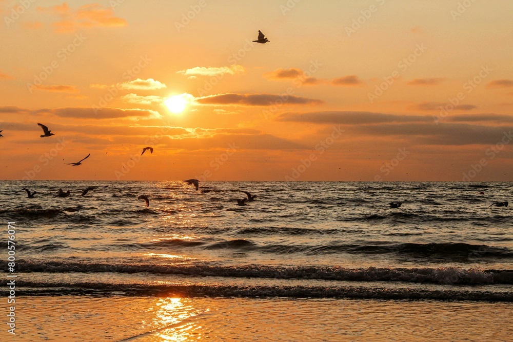 birds flying over a sea