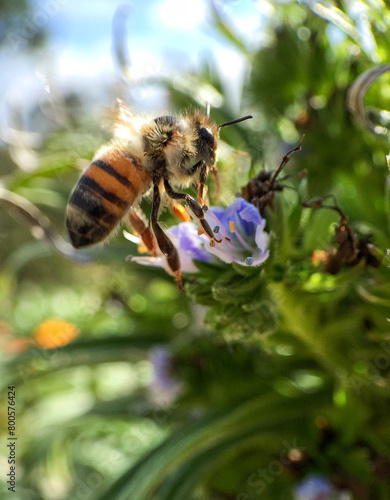 Honeybee landing to forage on blue flower © Chad