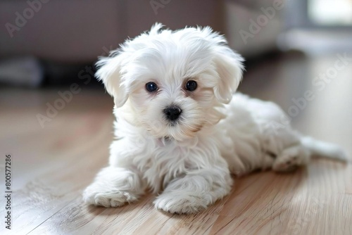 Adorable Fluffy White Maltese Bichon Puppy Pet