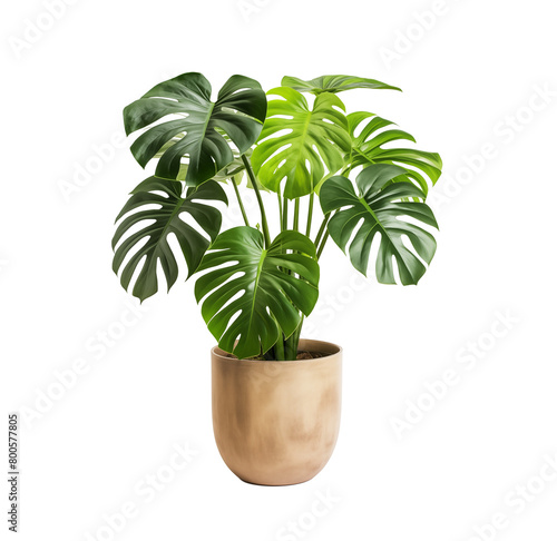 Lush Monstera plant with iconic split leaves, potted in a minimalist, embodying modern home decor. Generative AI