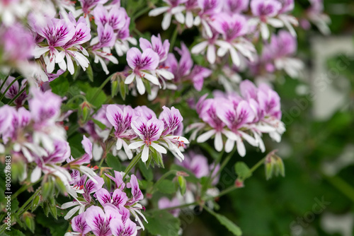 Close up of pelargonium cordifolium flowers in bloom