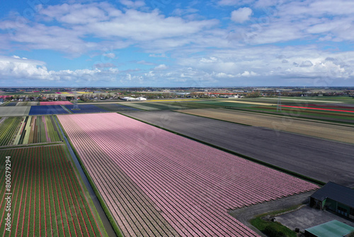 Aerial view of beautifully colored flower bulb fields in the north of North Holland.