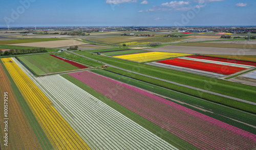 Aerial view of beautifully colored flower bulb fields in the north of North Holland.