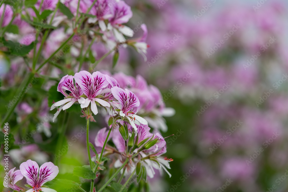 Close up of pelargonium cordifolium flowers in bloom