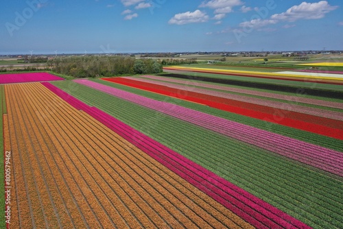 Aerial view of beautifully colored flower bulb fields in the north of North Holland.