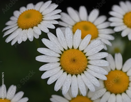 Dew-Covered White Daisies Blooming Against a Dark Background in Early Morning