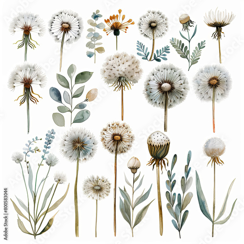 Watercolor Clipart Set of Botanical Dandelion bouquet with fine details in a soft  dreamy neutral palette on white background.