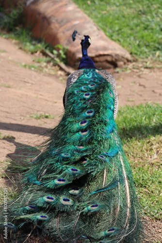 Close-up Male Peacock, Indian Peafowl Bird, Blue Pavo Tail, Beautiful Bird Feathers, Nature Photography, Bird Stock Photo