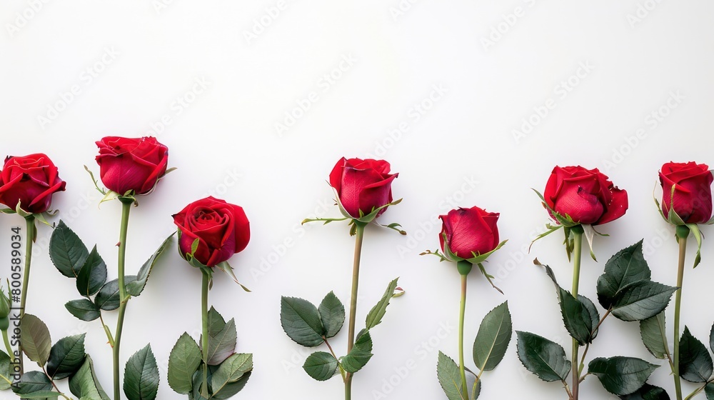 red roses wallpaper with blank space on a white background red roses wallpaper with blank space on a white background