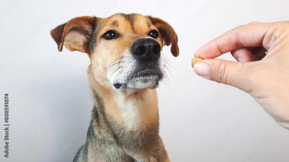 Dog take treat from owners hand. Person offering food to pet. Woman's hand shows dry food and treats cute mongrel. Feeding, problems with appetite and diet of domestic animal. Dog take treat from owners hand. Person offering food to pet. Woman's hand shows dry food and treats cute mongrel. Feeding, problems with appetite and diet of domestic animal.