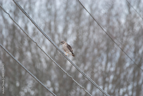 Elusive Broad Wing Hawk perched on a wire