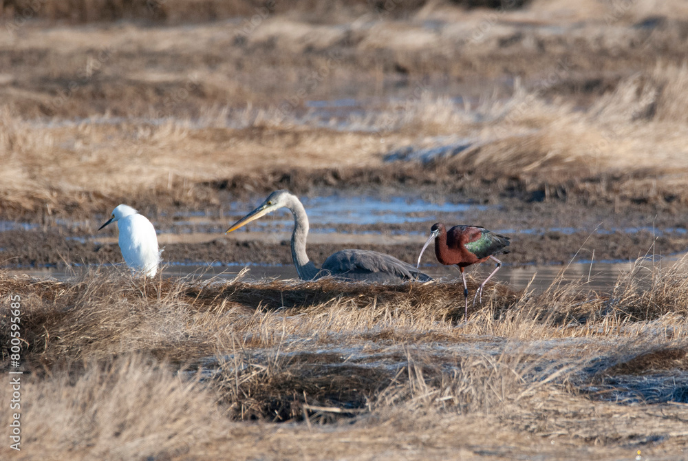 Mixed flock of shorebirds Greab blue heron Gossy Ibis Snowy Egret at the marsh
