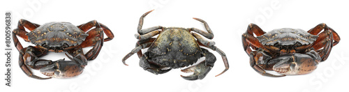 Fresh raw crab isolated on white, set