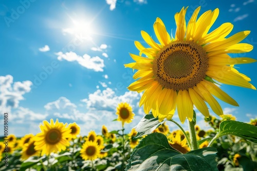 vibrant sunflowers blooming in vast field sunny summer landscape nature photography