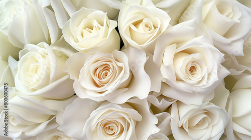 Fototapeta Naklejka Na Ścianę i Meble -  Light background entirely consisting of white roses with large wavy petals close-up
