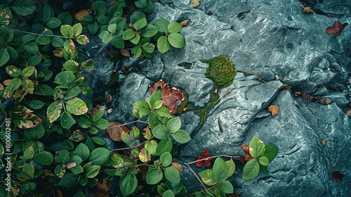 The image shows a close-up view of a rock surface partially covered with green vegetation and scattered leaves. There are various shades of green from vibrant to dark, and the leaves are broad with vi photo